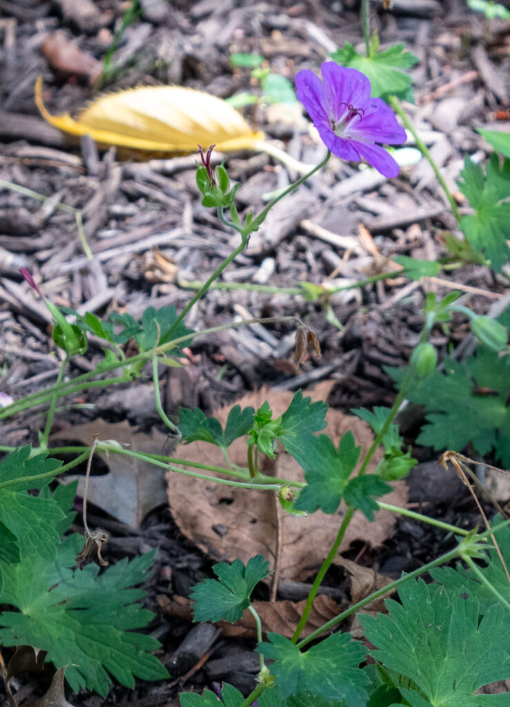 Wild Geranium (Geranium maculatum)