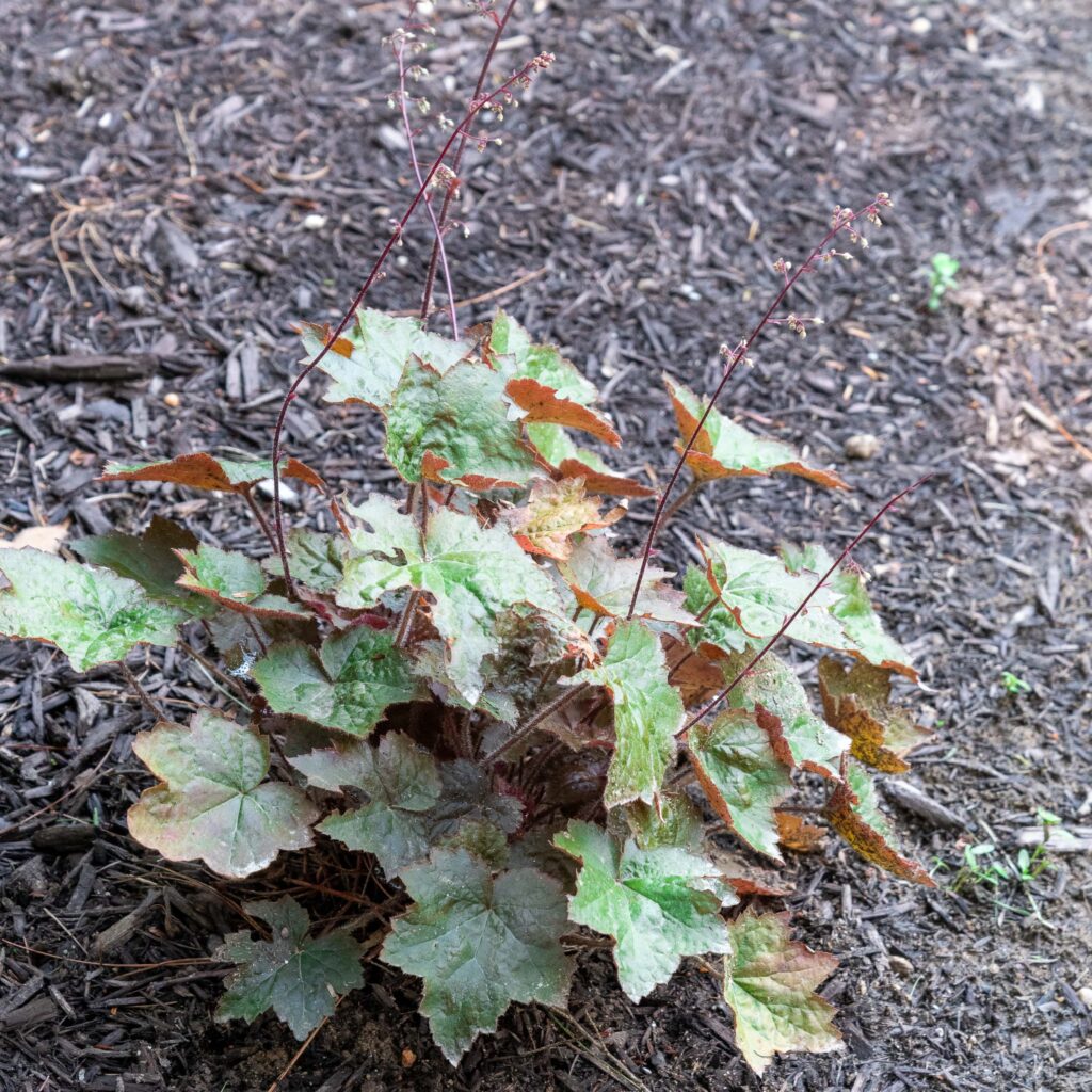 Coral Bells (Heuchera americana)