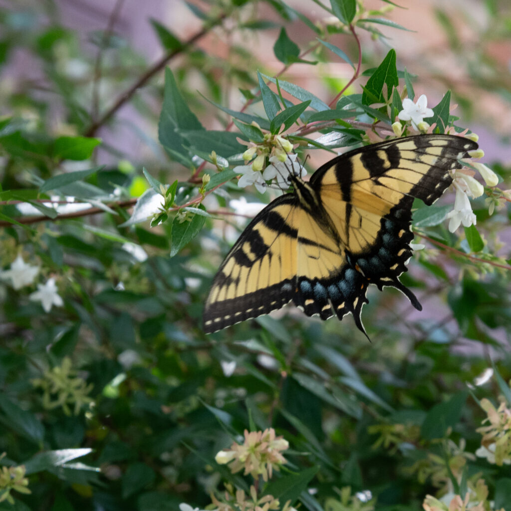 Swallowtail butterfly