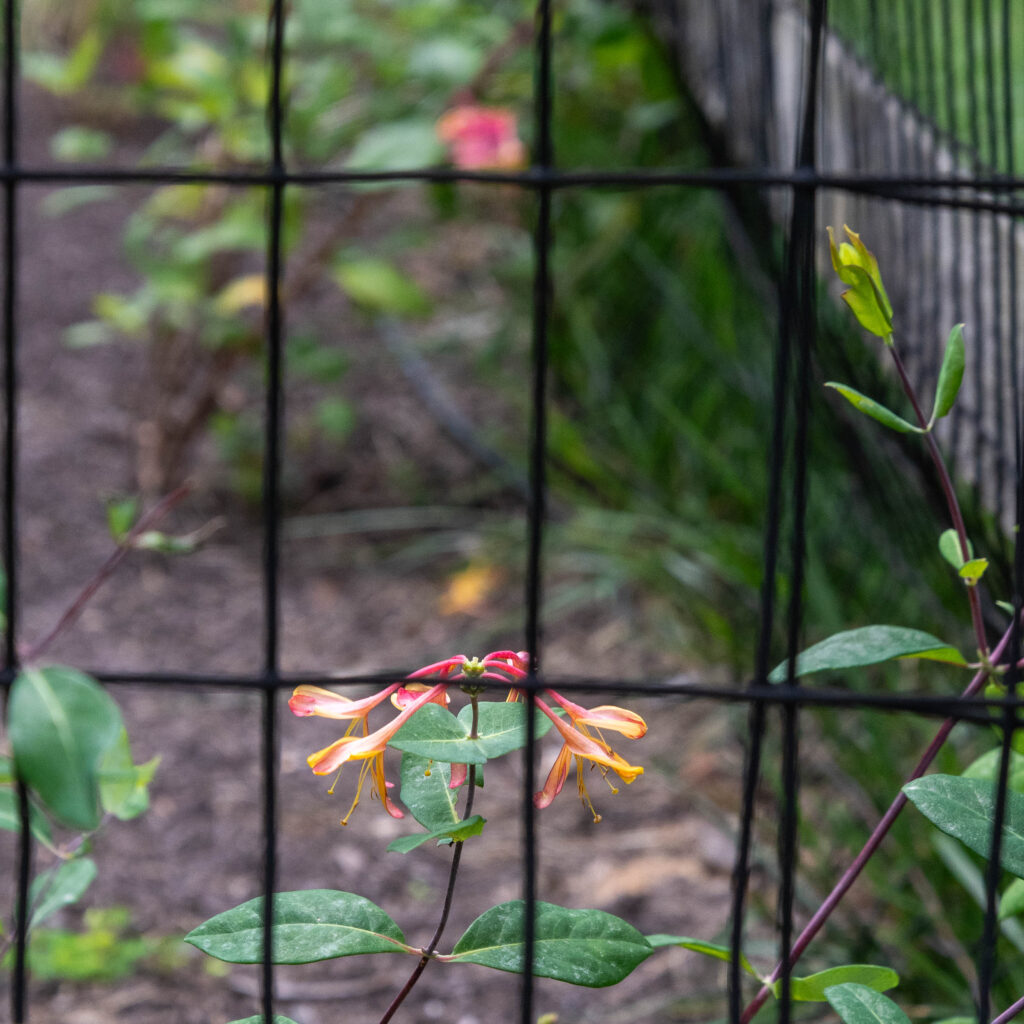 Coral Honeysuckle (Lonicera sempervirens)