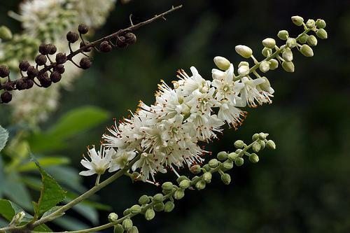 Flower spike Tom Potterfield 