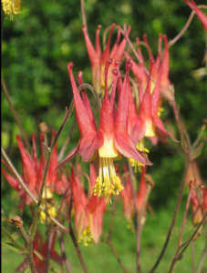 Photo of Eastern Columbine