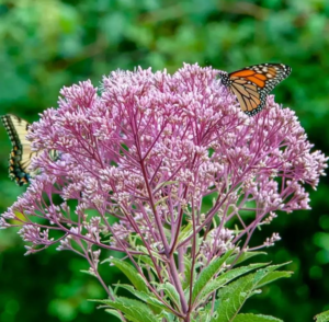 Photo of Joe Pye Weed